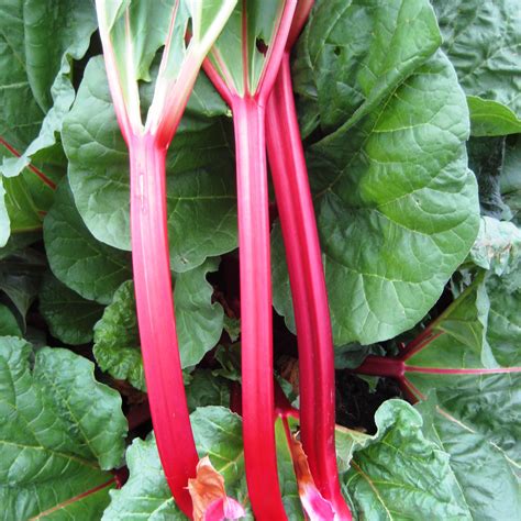 Rhubarb Crowns Fultons Strawberry Suprise November 2024 Delivery