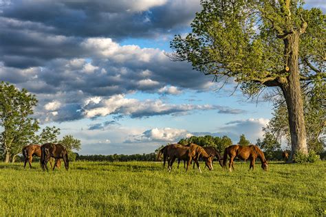 Horse farm sees success from pasture renovations | Plant and Soil Sciences