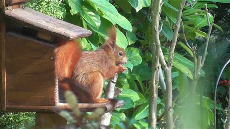 Eichhornchen im garten so fuhlen sie sich wohl garten als. Eichhörnchen im Garten - YouTube