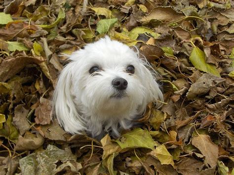 The Maltese Shih Tzu Malshi Best Dog Ever Pethelpful