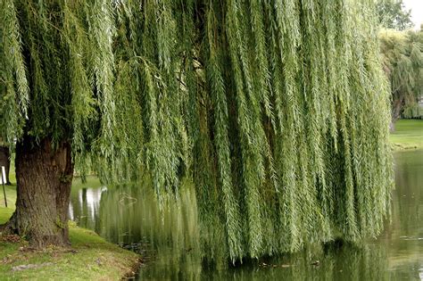 Willow Tree I Lived On Property When I Was A Kid That