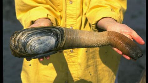 Geoduck Anyone This Is How You Harvest The Giant Clam