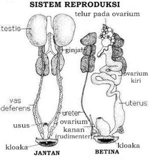 Sistem urinaria adalah sistem organ yang berfungsi untuk menyaring dan membuang zat limbah sistem urinaria atau saluran kemih terdiri dari ginjal, kandung kemih, ureter, dan juga uretra (saluran. campoer adoek: anatomi aves
