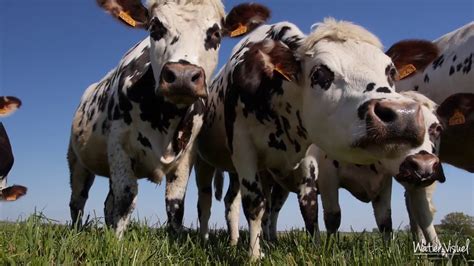 Vaches Laitières Prim Hostein Normande Montbéliarde Brune Des Alpes