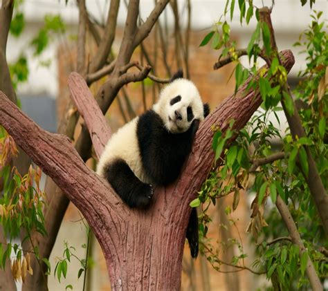 Sleeping Panda Wallpapers Top Free Sleeping Panda Backgrounds