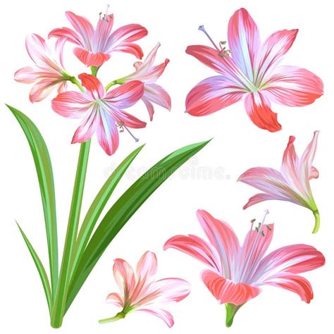 Realistic Pink Flowers Hippeastrum Or Amaryllis Isolated On White