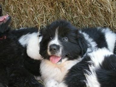 Your vet should show you how and where to apply the ointment or any other sort of treatment. Landseer Newfoundland Dog Breed Information and Pictures