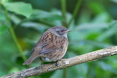 What Are Those Little Brown Birds 9 Common Brown Birds Found In Uk