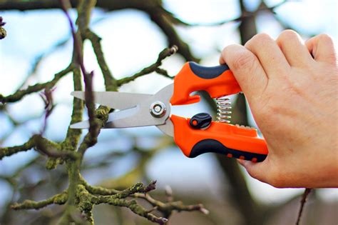 It can be pruned at any time during the season since it does not. Expert Tips on the Right Time and Technique of Pruning ...