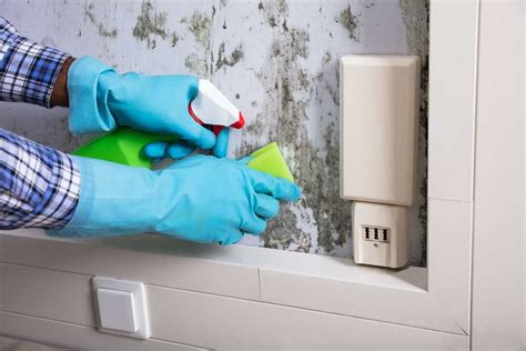 You want to do everything that you can to prevent. The Best Mold Killing Primer and Mold Resistant Paints