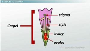 The pollen producing part of a flower, usually with a slender filament supporting the. Flowers: Structure and Function of Male & Female ...