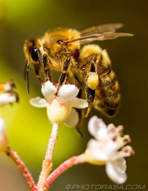 Apis Mellifera Honey Bee Balancing On Top Of Flower Photorasa Free Hd