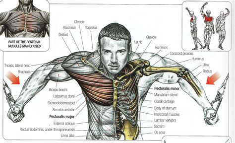 Chest Muscles Anatomy For Bodybuilders Chest Muscle Images Stock