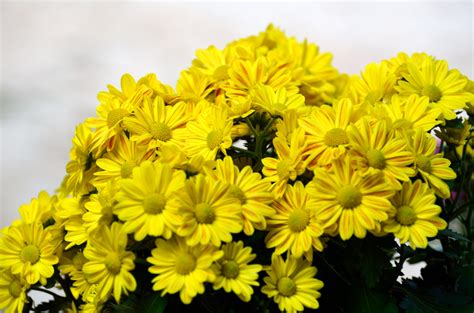 Yellow Mums Free Stock Photo Public Domain Pictures