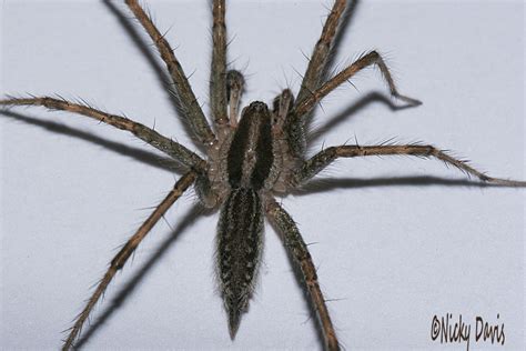 Wild Utah Photos Descriptions And Locations American Grass Spider