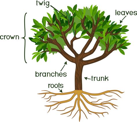 Parts Of A Plant And Their Functions With Diagram Tre
