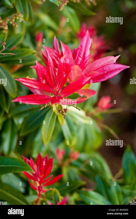 Red Flower Blooming In A Garden Stock Photo Alamy