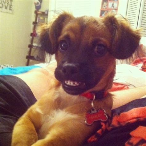 The Most Awkward Dog Photos Of The Year 39 Pics