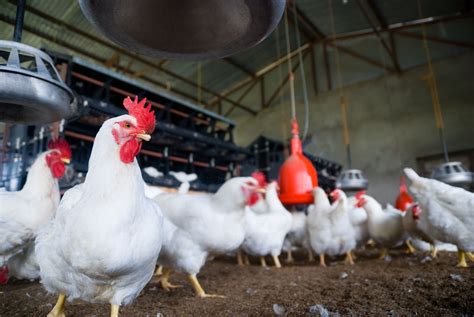 Start A Chicken Broiler Business On Your Small Farm