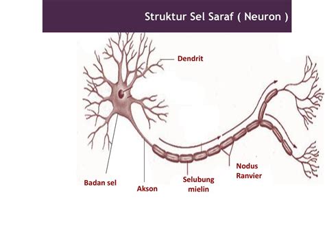 Gambar Struktur Sel Saraf Dan Bagian Bagiannya Gambar Sel Saraf Dan