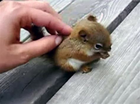 Probably The Cutest Baby Squirrel Video You Will Ever See Cbs News
