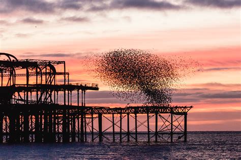 Starlings Flocking Around Brightons West Pier Starlings D Flickr