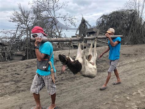 Animals' heartbreaking fate as they were caught inside Taal Volcano’s