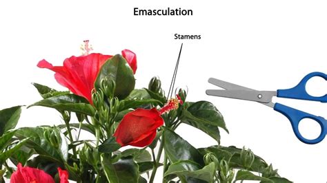 emasculation and pollination control in plant emasculation plant breeding genetics youtube