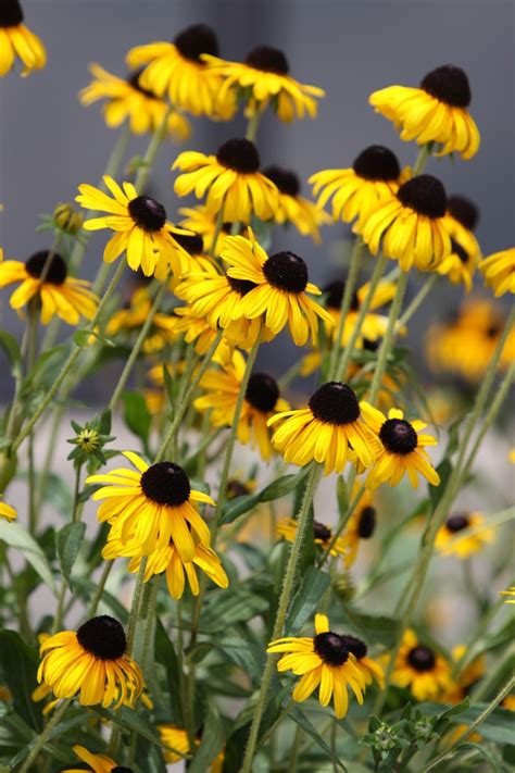 I will have lots of mexican. Black-eyed susan, also known as Rudbeckia. They look like ...