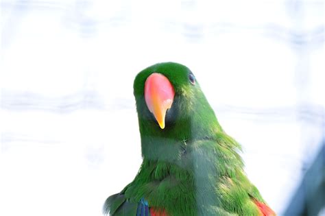 Era Parrot Bird Free Photo On Pixabay Pixabay