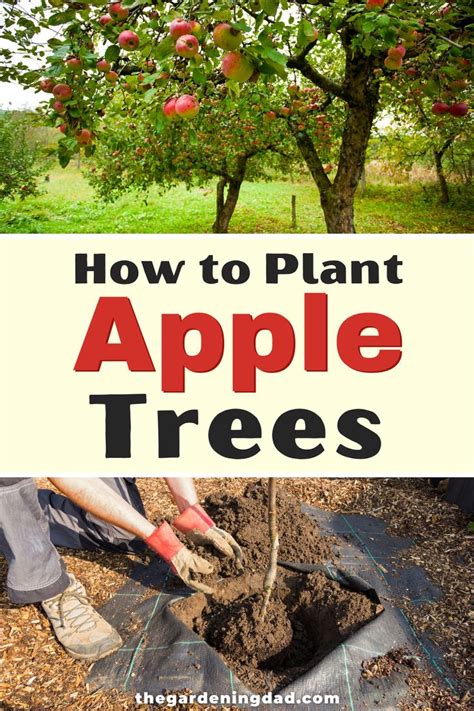 How To Grow Apple Trees In 10 Easy Steps Growing Apple Trees