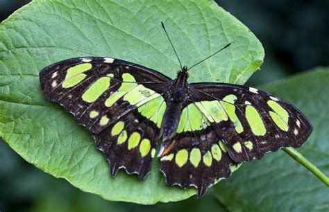 Filegreen Butterfly On Green