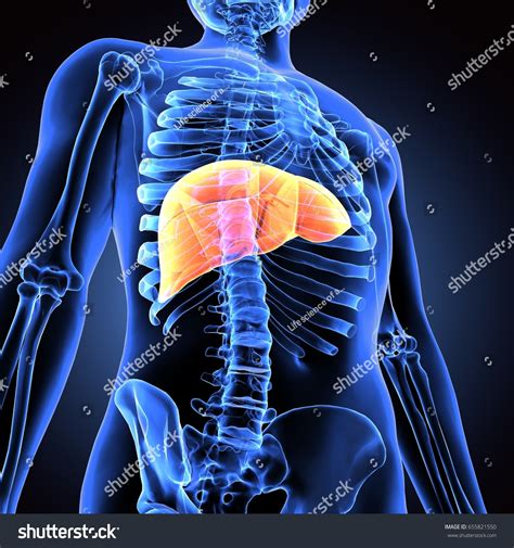 3d Illustration Human Body Liver Stock Illustration 655821550