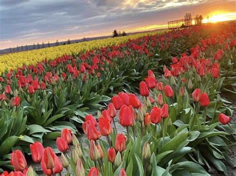 Celebrate The 2020 Skagit Valley Tulip Festival With These