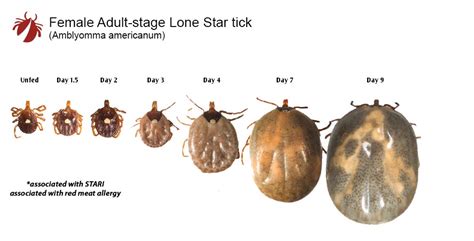 How Long Does It Take For A Tick To Become Engorged Unveiling The Tick