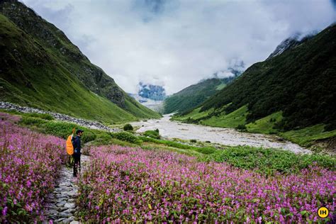 Best Monsoon Trek Valley Of Flowers Trek Uttarakhand
