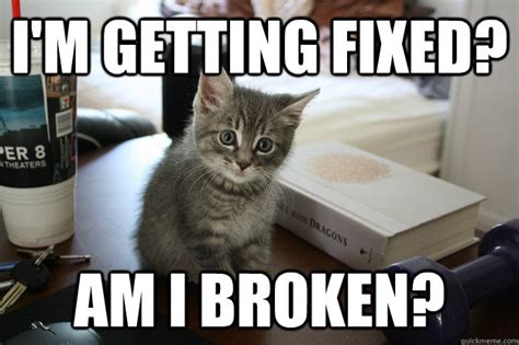 Im Getting Fixed Am I Broken Fixed Kitten Quickmeme