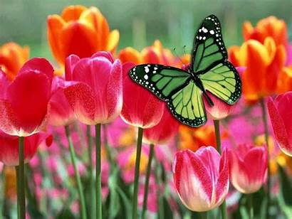 Butterfly Animation Spring Tulips Tulip Happy Scraps