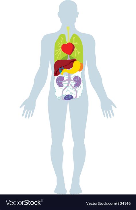 Stock Vector Of Organs Of The Human Body Diagram Illu