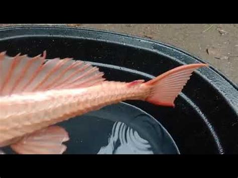 Selanjutnya indosiar melakukan perubahan status perseroan menjadi perseroan terbatas. Viral!!😱😱ikan indosiar albino tertangkap,|√apa nma ikan ...