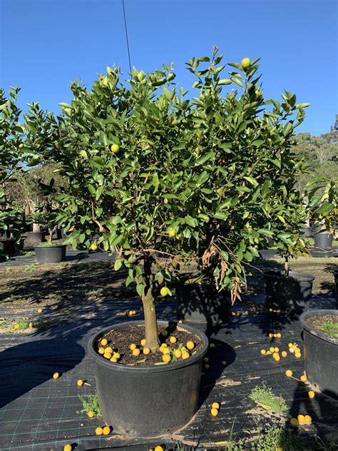 3 Easy Citrus Trees To Grow In An Australian Garden Designer Trees