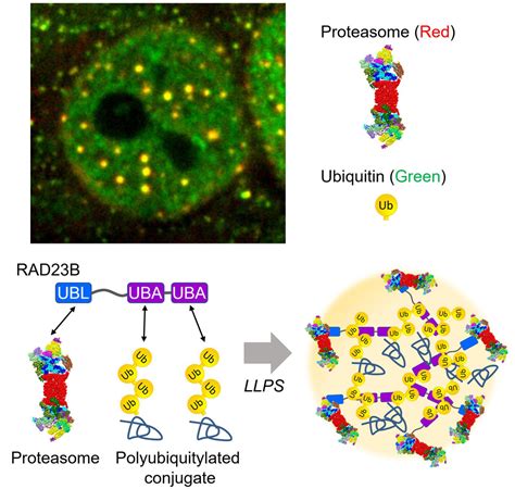 Nuclear proteasomes were tethered to two different sites at the nuclear pore complex (npc): Proteasome Phase separation for destruction