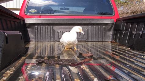 Ohiofarmgirls Adventures In The Good Land Duck In A Truck