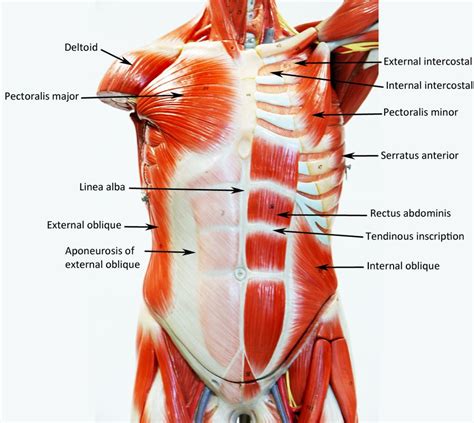 Muscles Of The Chest And Abdomen Labeled Male Muscle Model My Xxx Hot