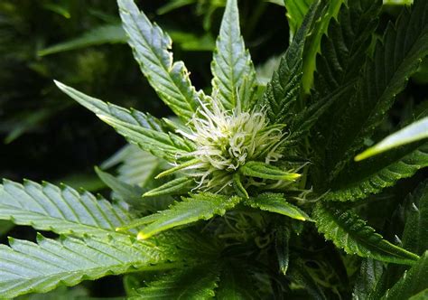 Flowering plants require different humidity levels and temperatures than vegging plants. What to Expect During the Cannabis Flowering Stage - 12/12 ...