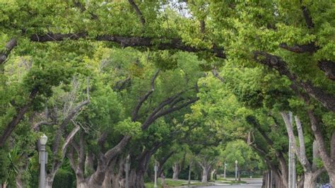 Urban Tree Canopy Can Prevent Hundreds Of Premature Deaths