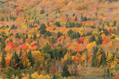 View Of Mixed Deciduous And Coniferous Trees Michigan Usa Photograph