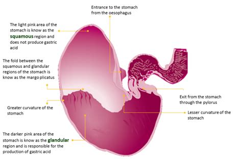 Equine Gastric Ulcer Syndrome Knowing The Signs And Understanding