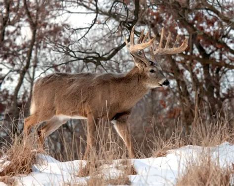 Deer Feeding Times Chart Best Times To Hunt World Deer
