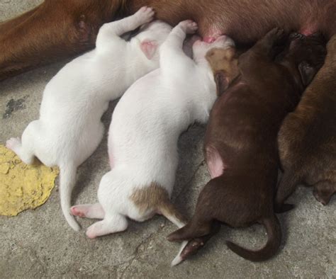 Your dog won't drink water and you're wondering why? How to Help a Dog Produce More Milk for Her Puppies ...